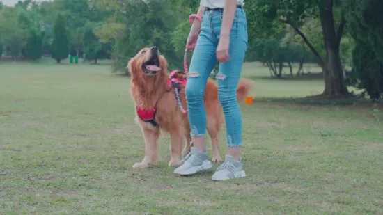 Pettorina per cani da esterno traspirante riflettente regolabile Accessori per animali domestici